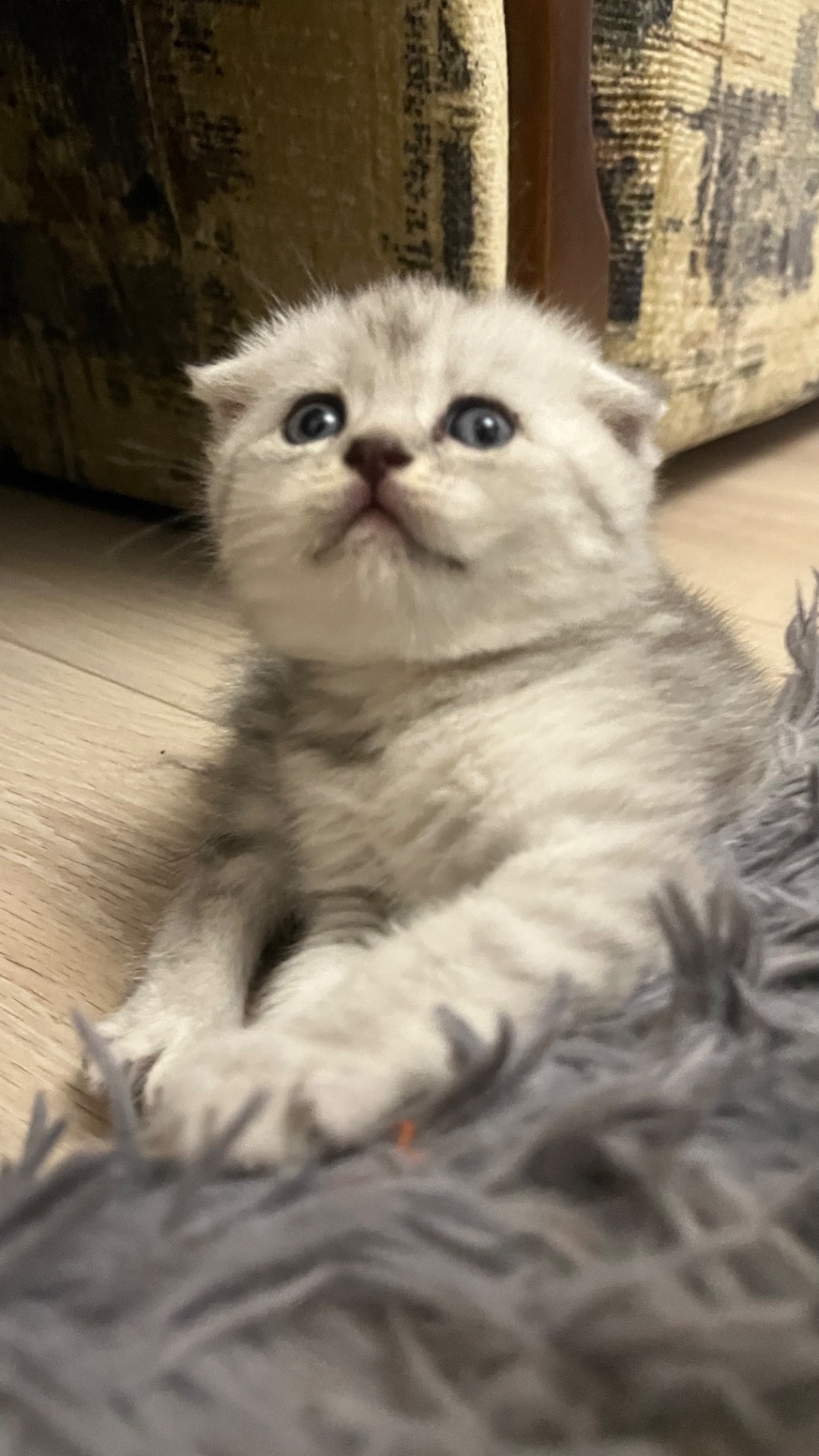 Котик срібна шиншила