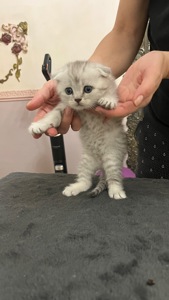 Котик срібна шиншила