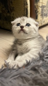 Котик срібна шиншила