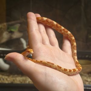 Маїсовий полоз амеланіст, amel (amelanistic)