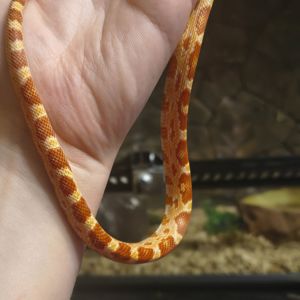 Маїсовий полоз амеланіст, amel (amelanistic)