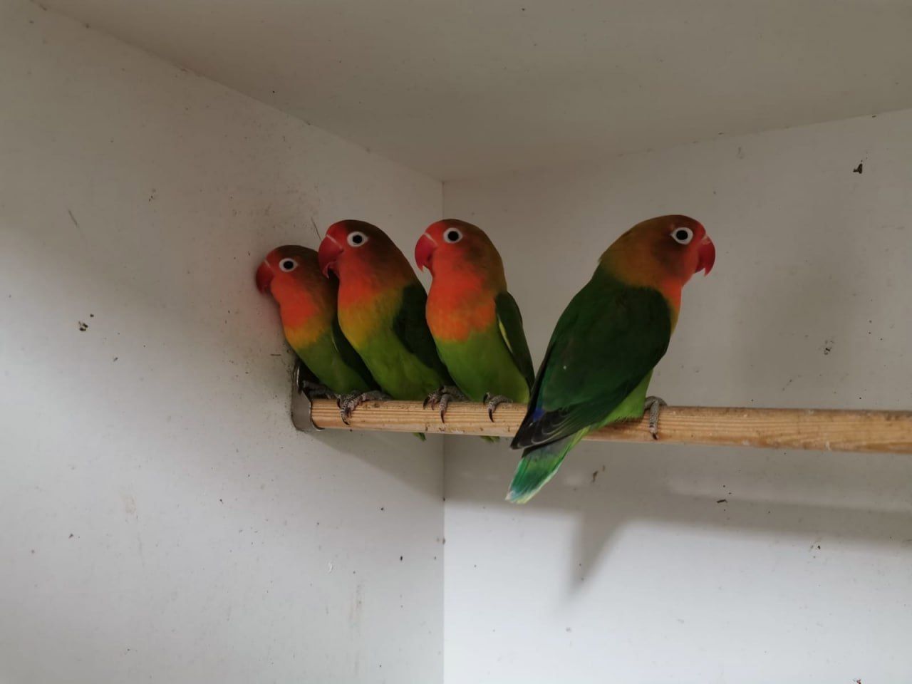 Нерозлучники папуги