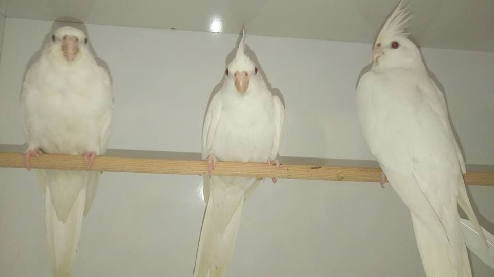 Белые кореллы молоденькие