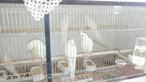 Белые кореллы молоденькие