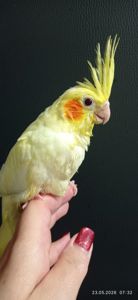 Корела пташеня Лимончик