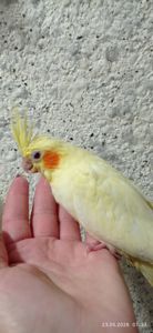 Корела пташеня Лимончик