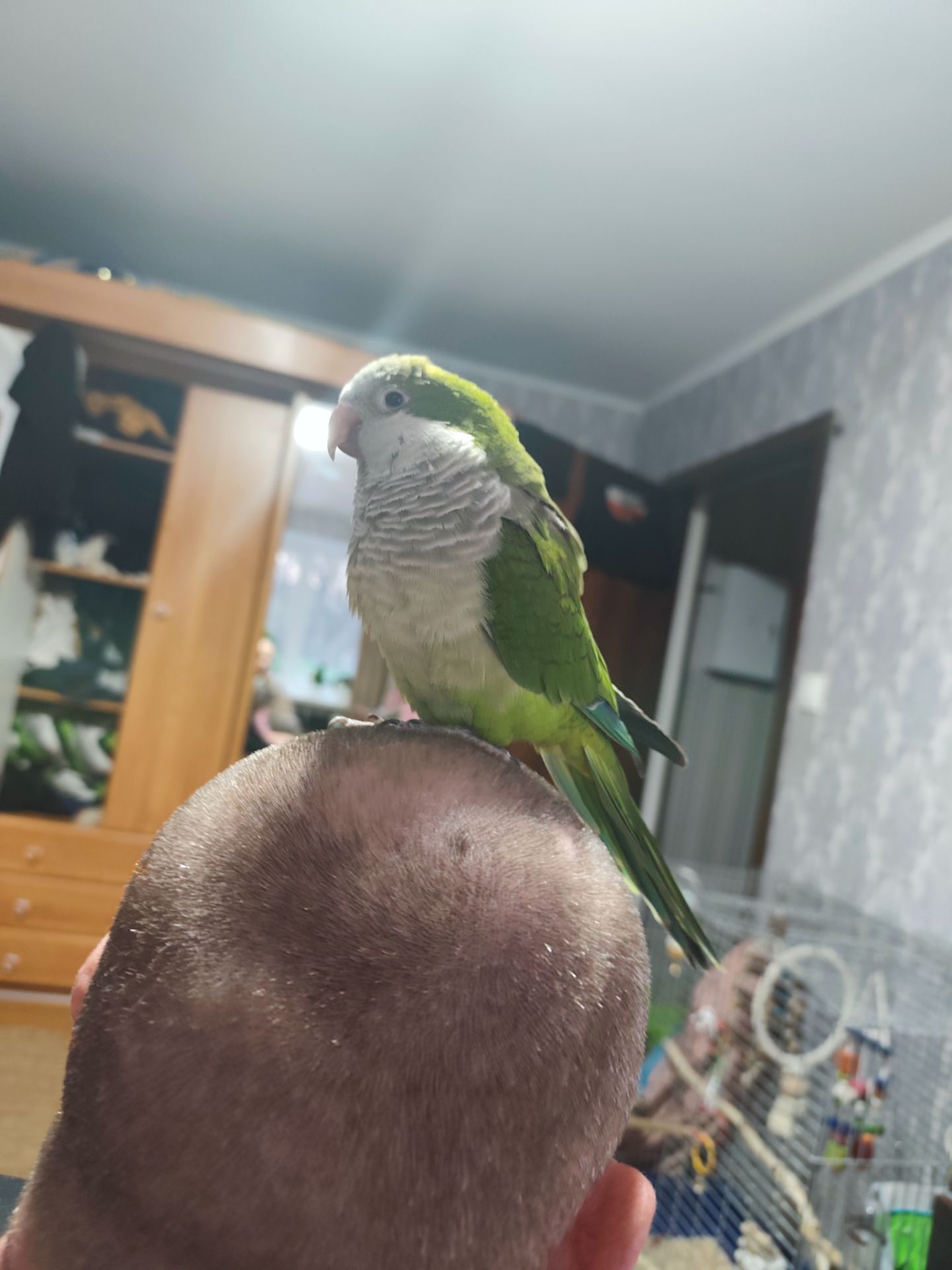 Ручной попугайчик