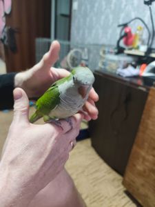 Ручной попугайчик