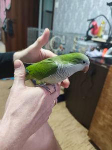 Ручной попугайчик