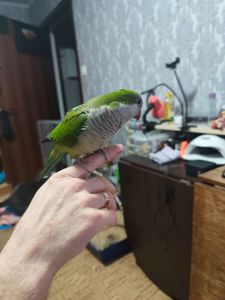 Ручной попугайчик