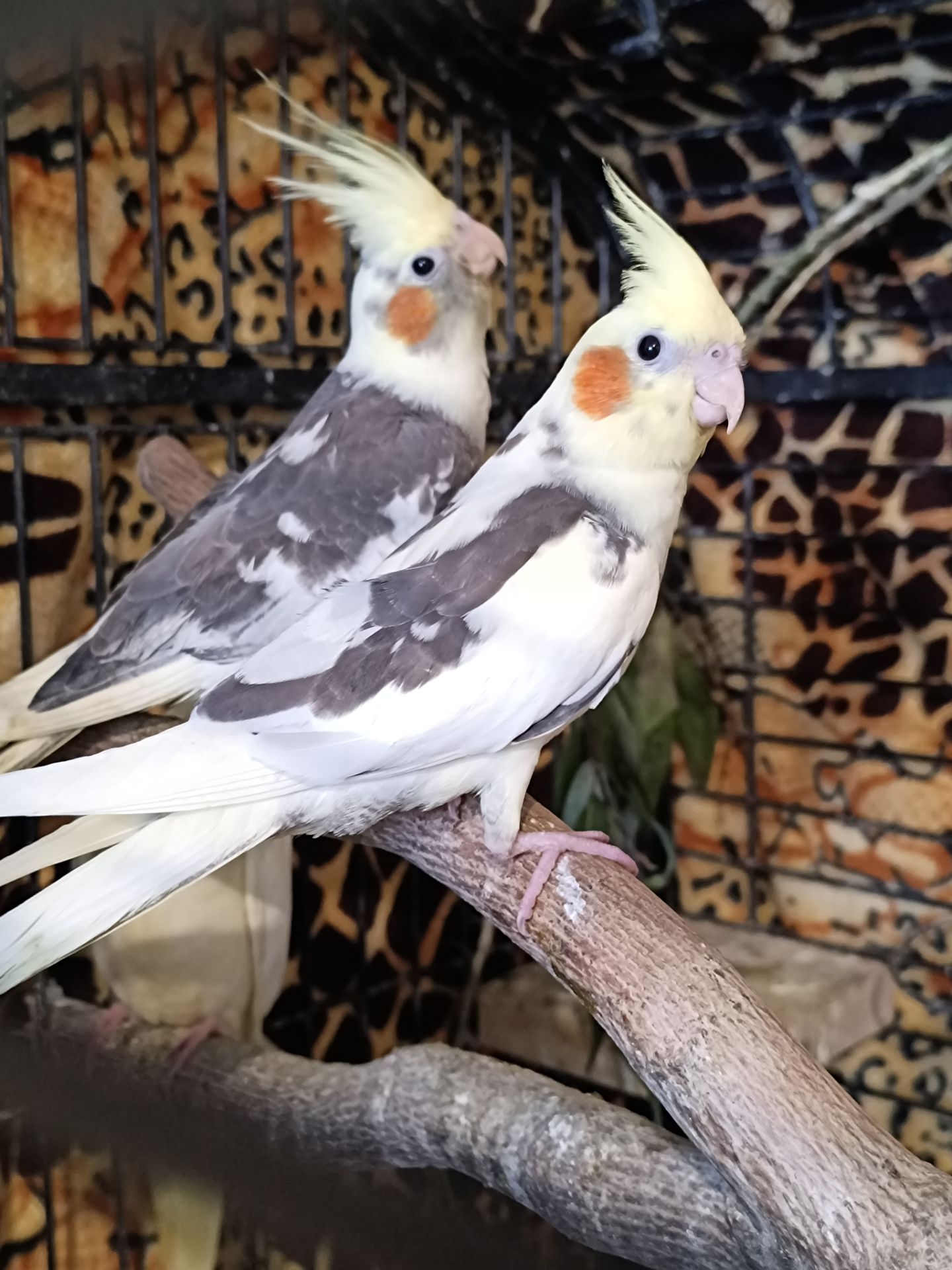🌿 Продам малышей Корелл 🌿