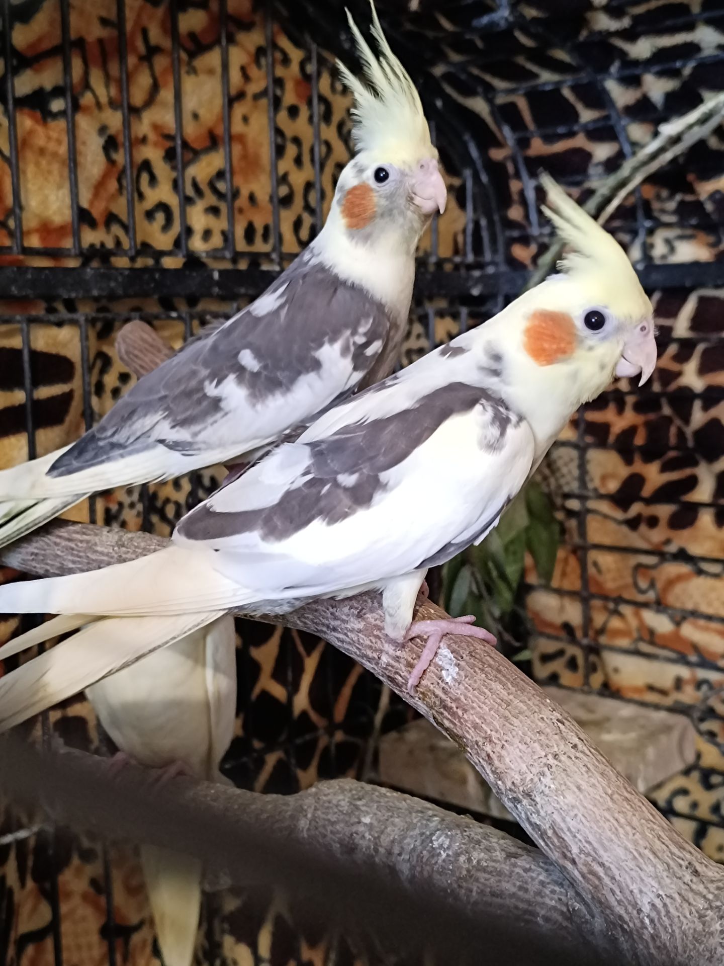 🌿 Продам малышей Корелл 🌿