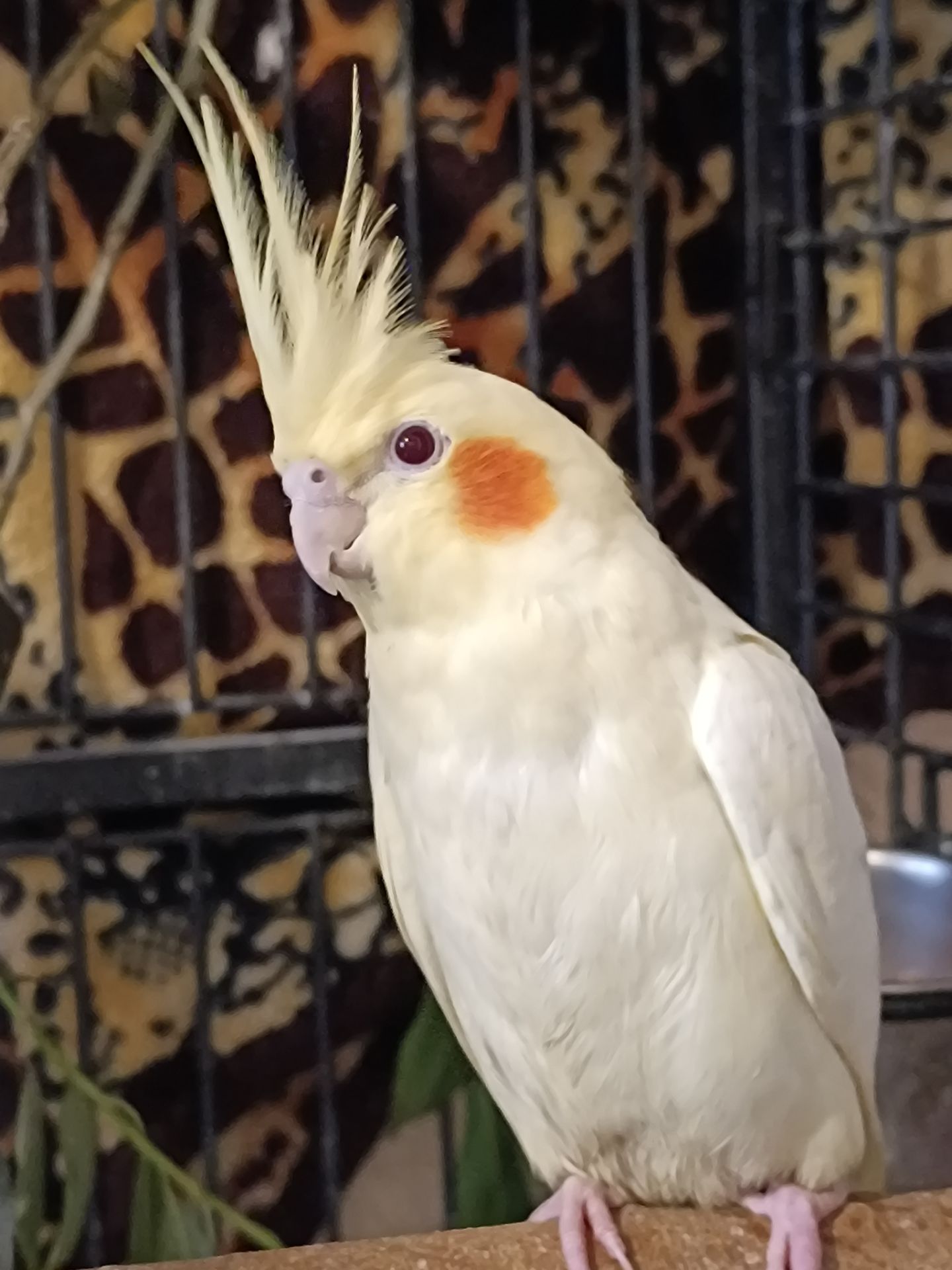 🌿 Продам малышей Корелл 🌿