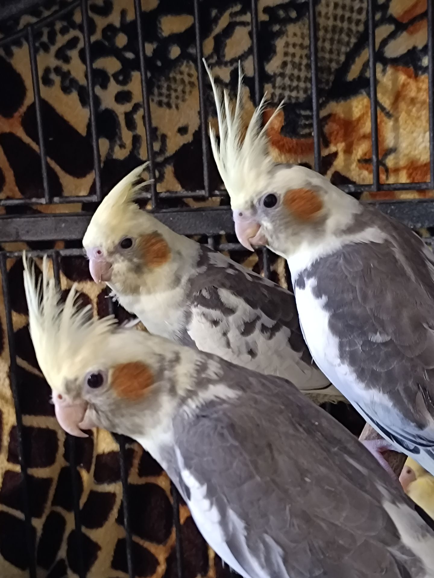 🌿 Продам малышей Корелл 🌿