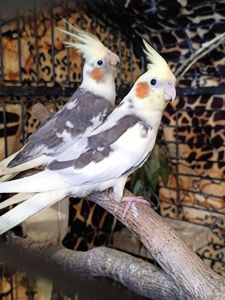 🌿 Продам малышей Корелл 🌿