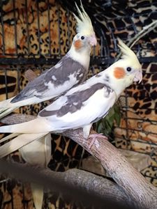 🌿 Продам малышей Корелл 🌿