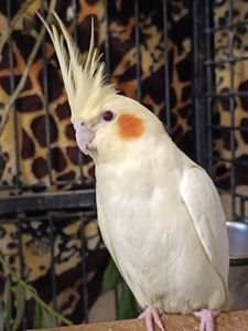 🌿 Продам малышей Корелл 🌿
