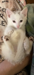 Кошеня 2 місяців