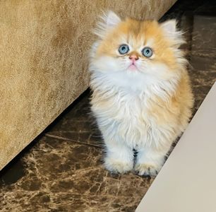 Золота шиншилла