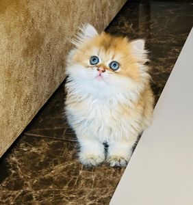 Золота шиншилла