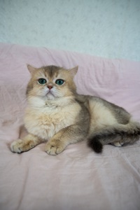 Золота короткошерста шиншилла