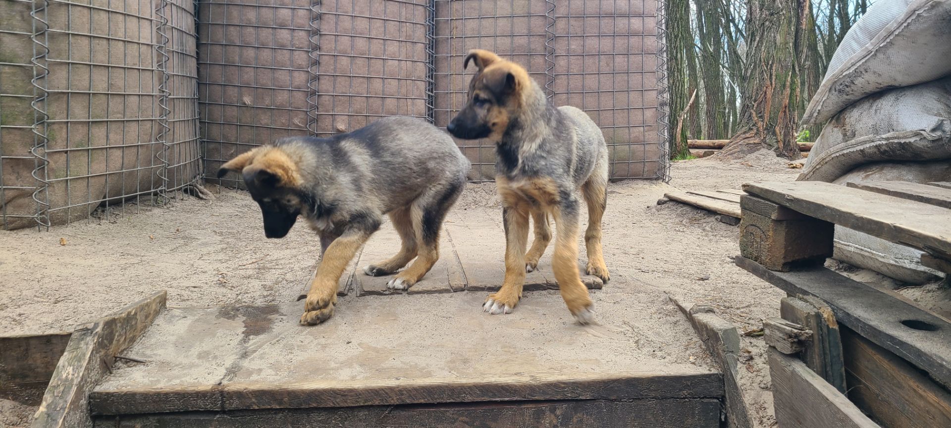 Шукають дім дві чудові дівчинки 🐾