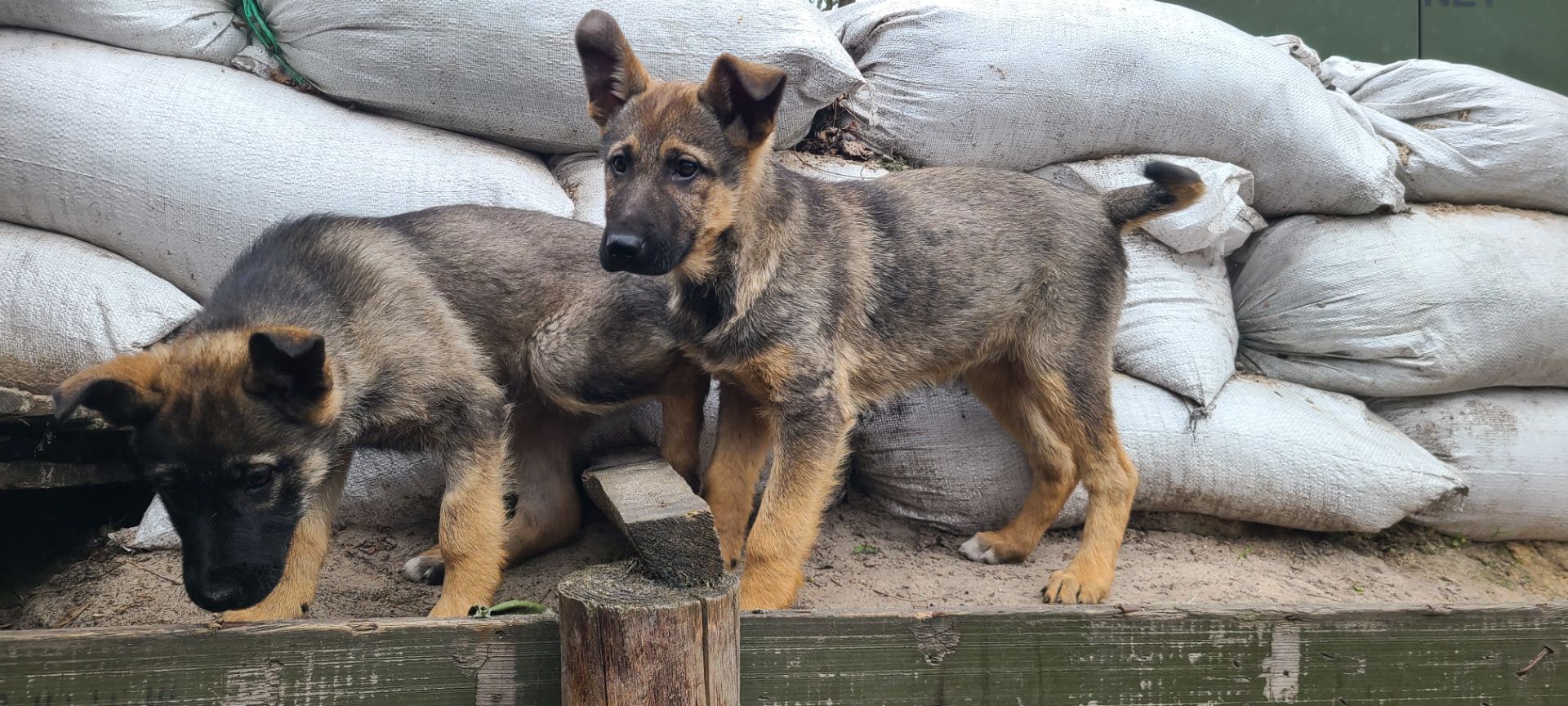 Шукають дім дві чудові дівчинки 🐾