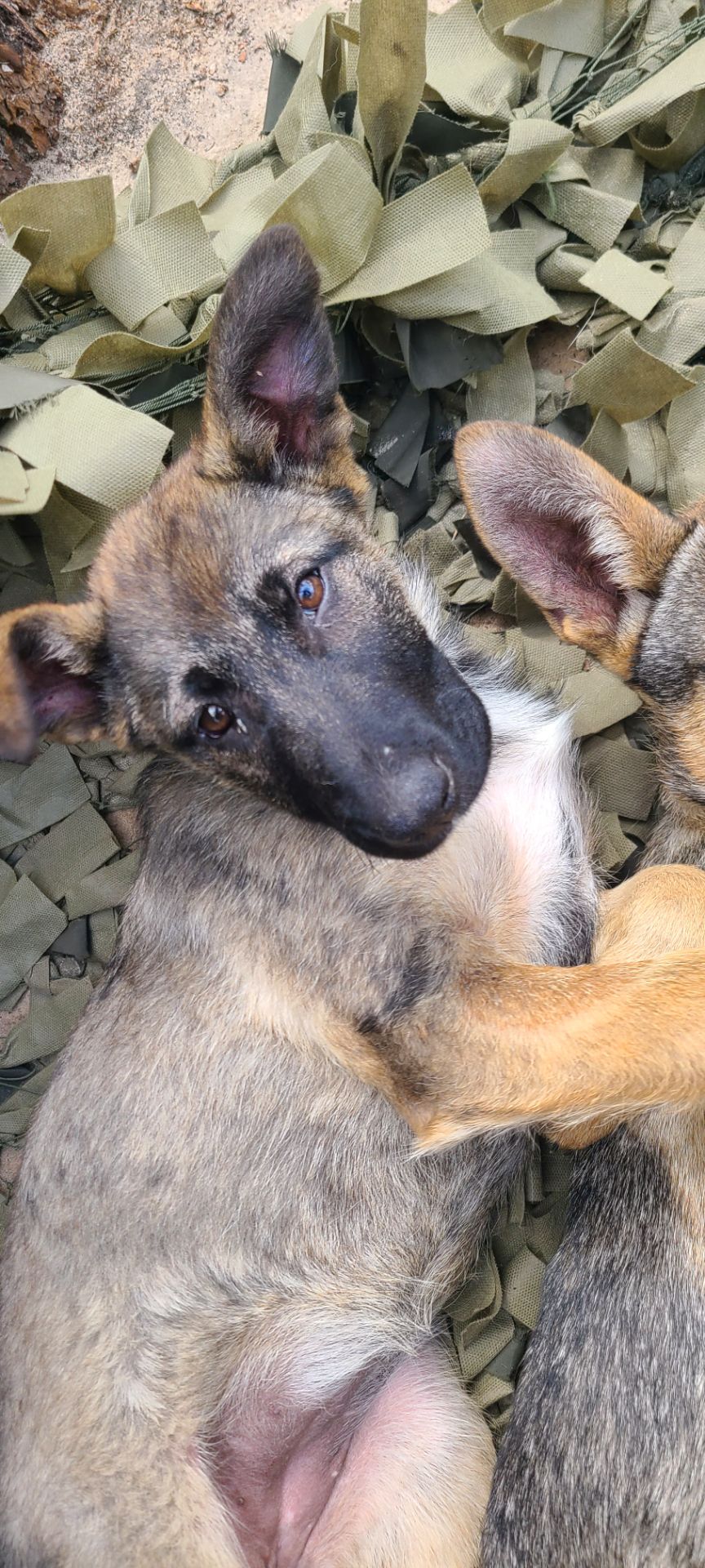 Шукають дім дві чудові дівчинки 🐾