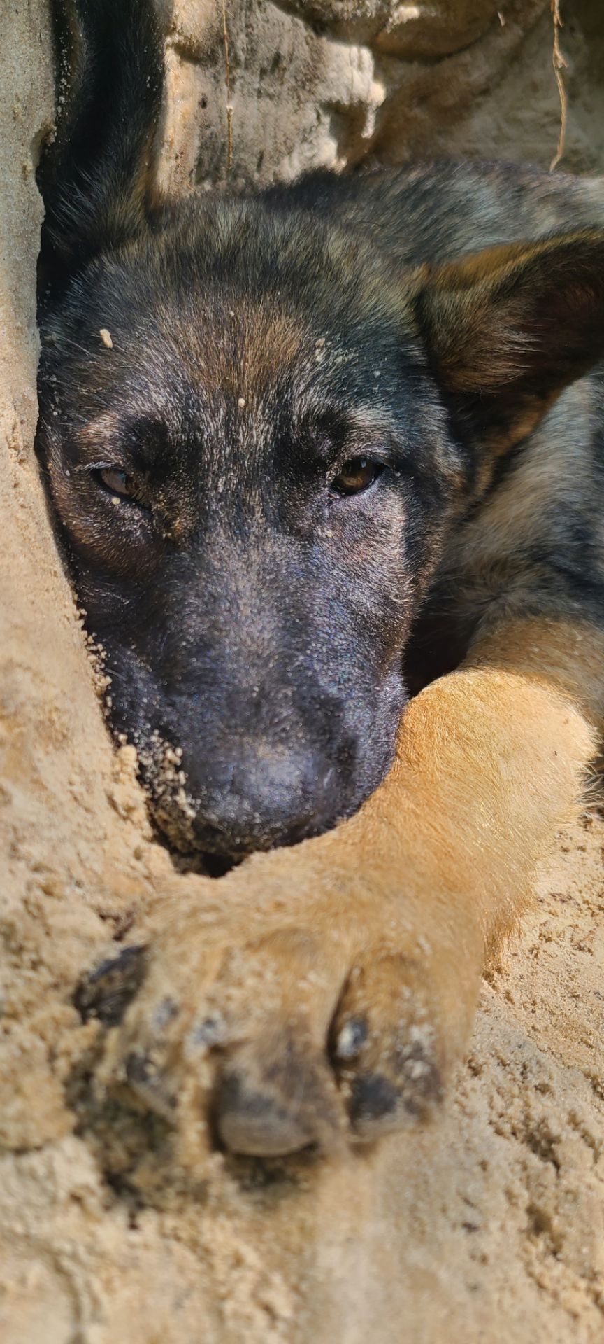 Шукають дім дві чудові дівчинки 🐾