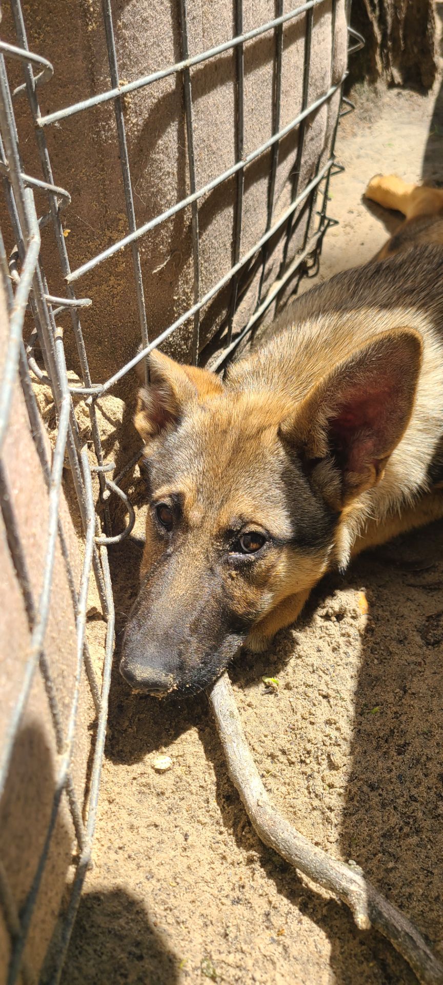 Шукають дім дві чудові дівчинки 🐾