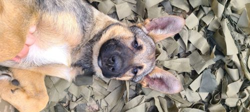 Шукають дім дві чудові дівчинки 🐾