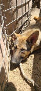 Шукають дім дві чудові дівчинки 🐾