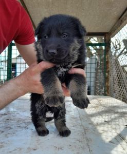 Продам щенков немецкой овчарки