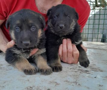 Продам щенков немецкой овчарки