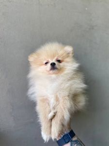 Щенки померанского шпица