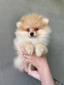 Щенки померанского шпица