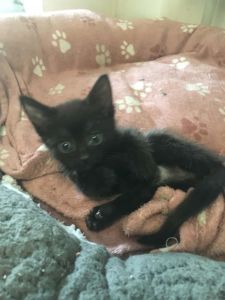Кошенята в добрі руки