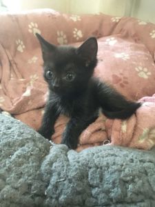 Кошенята в добрі руки