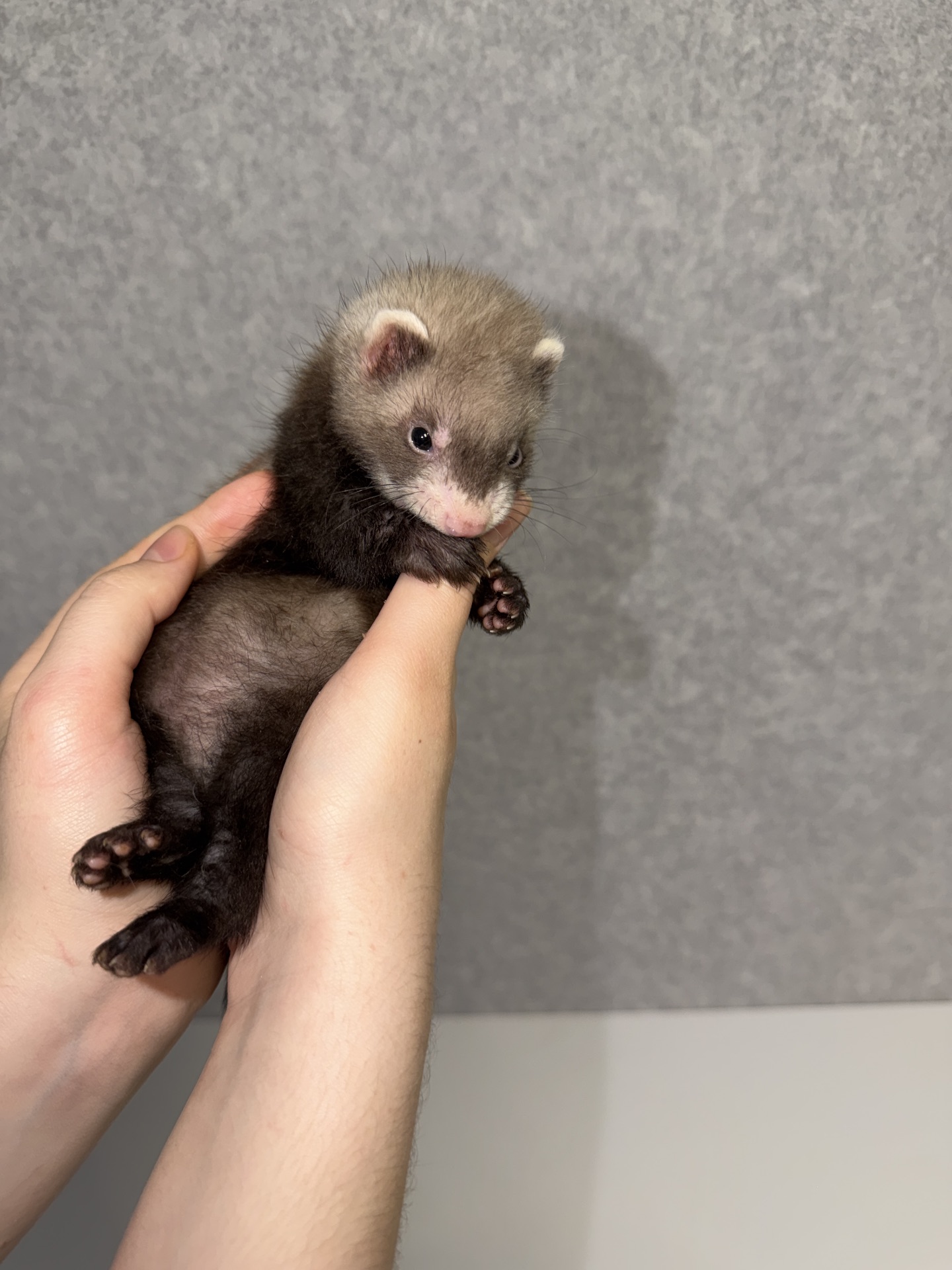 🐾Тхорики Малюки🐾