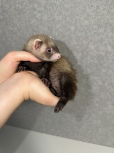 🐾Тхорики Малюки🐾