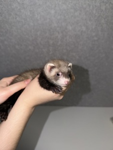 🐾Тхорики Малюки🐾