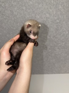 🐾Тхорики Малюки🐾