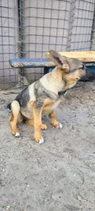Шукають дім дві чудові дівчинки 🐾