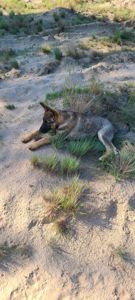 Шукають дім дві чудові дівчинки 🐾