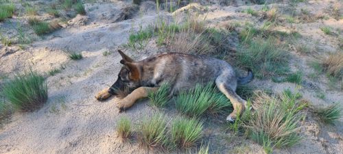 Шукають дім дві чудові дівчинки 🐾