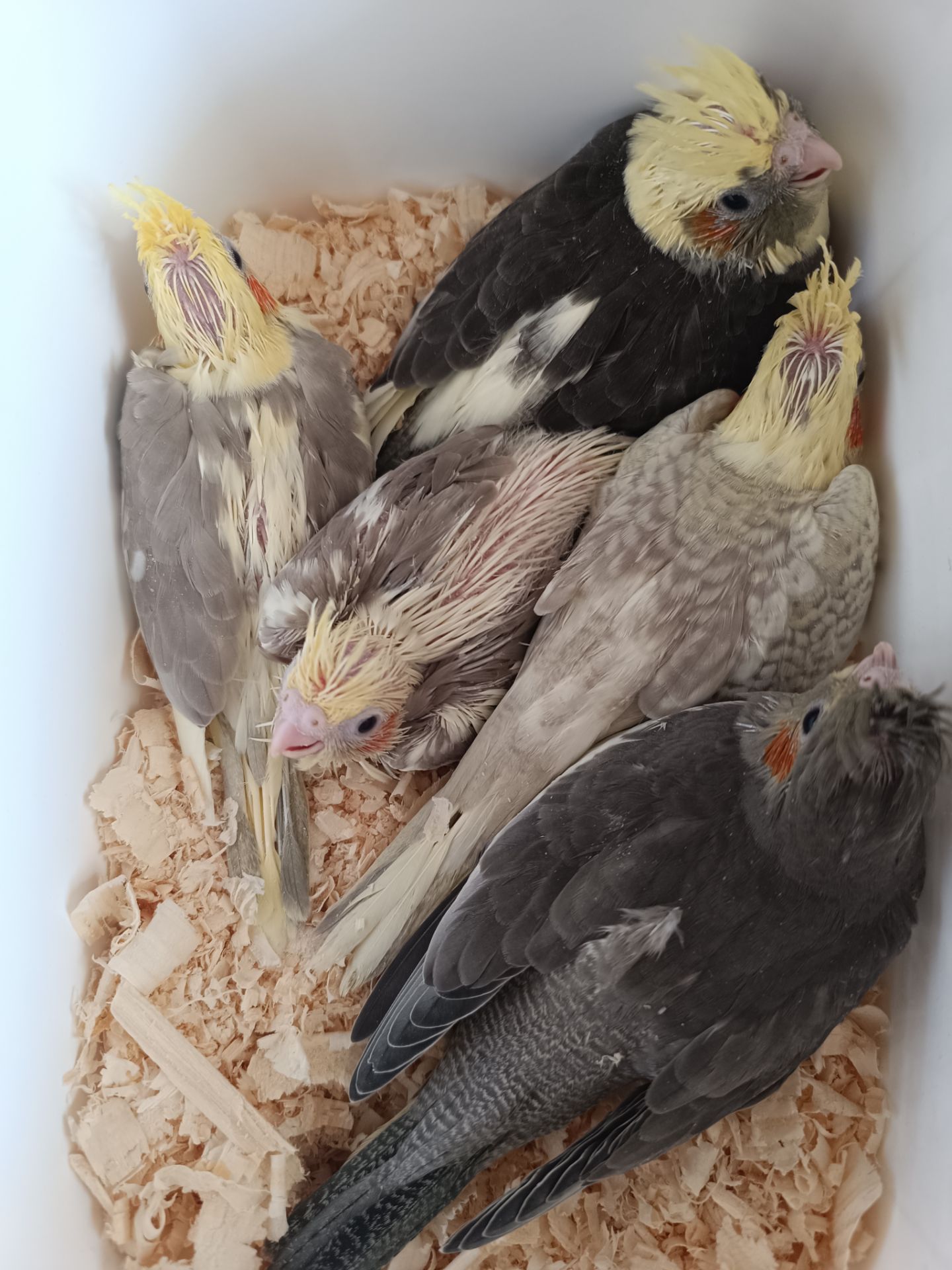 Малюки корел 🐣