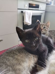 Кошеня в добрі руки