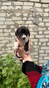 гуморні цуценята