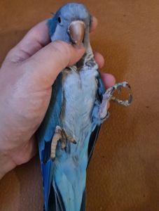 Очаровательные малыши попугайчика калита монаха
