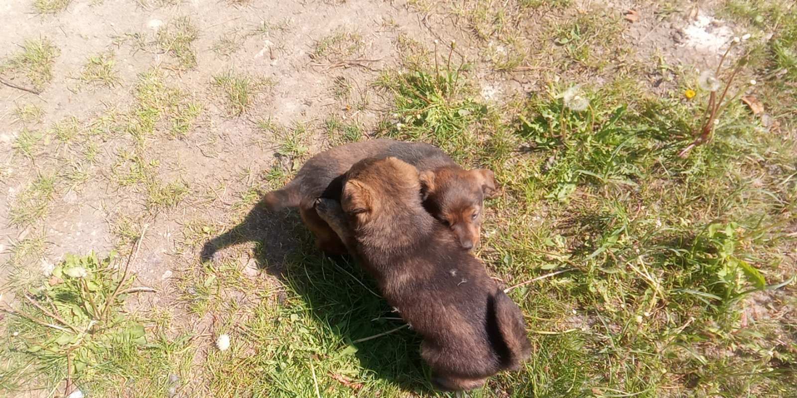 Цуценя в добрі руки